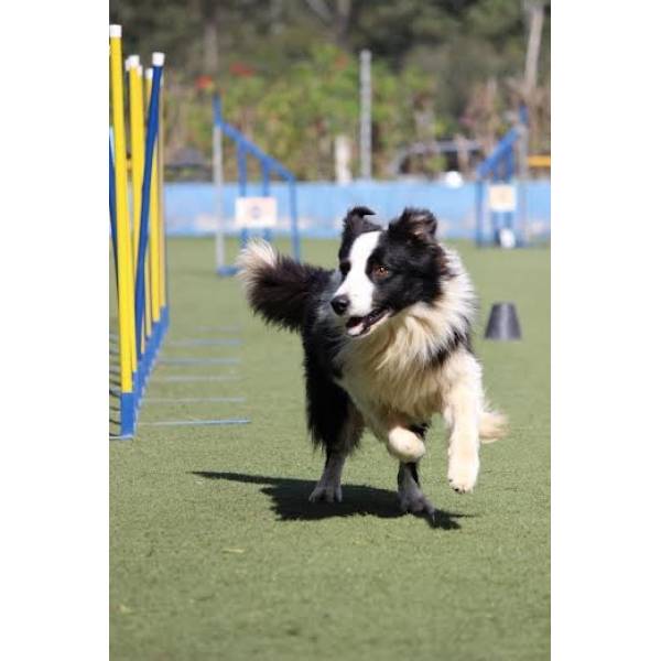 Dog World Competição Canina no Aeroporto - Hotel para Cães no Butantã