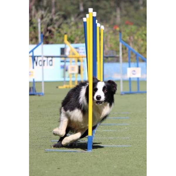 Dog World Competição em Pinheiros - Hotel para Cães no Butantã