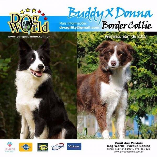 Dona X Buddy na Pedreira - Hotel para Cães no Butantã