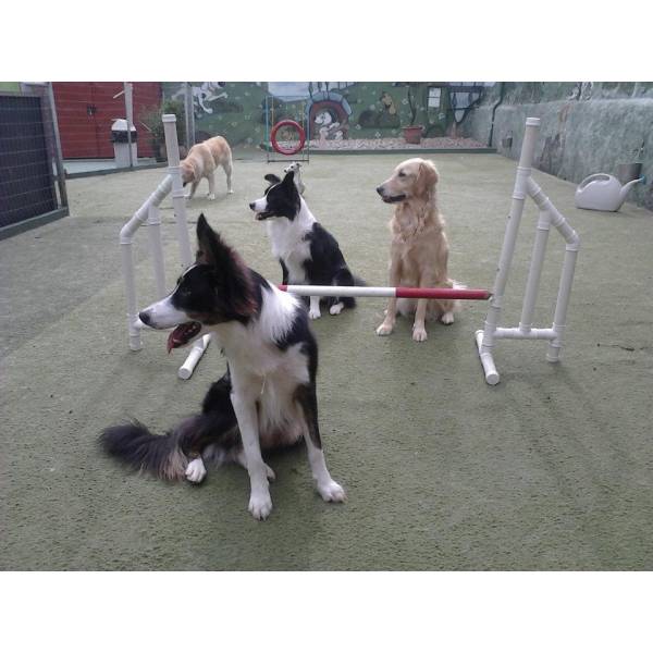 Empresa de Adestrador para Cães no Jardim América - Adestrador de Cães Preço Empresa de Adestrador para Cães no Jardim América - Adestrador de Cães Preço