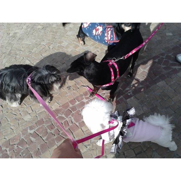 Empresa de Adestradores de Cachorro na Cidade Ademar - Adestrador de Cães Preço