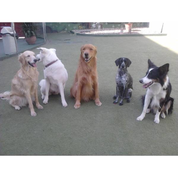 Empresa de Adestradores para Cão no Jardim Bonfiglioli - Adestrador de Cães 