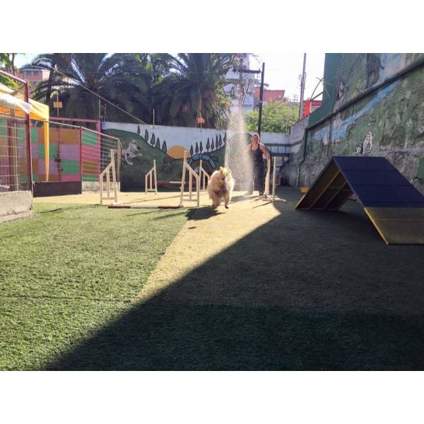 Empresa de Adestramento de Cachorros na Vila Mariana - Serviço de Adestramento de Cães