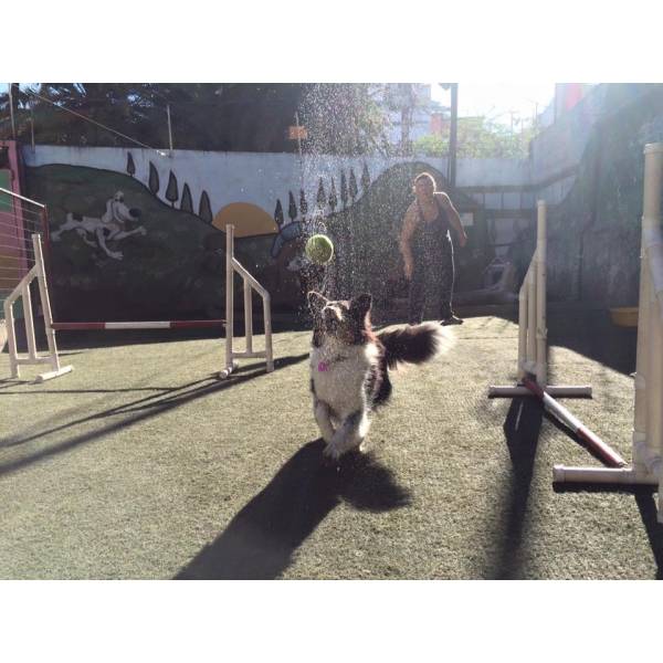 Empresa de Adestramento para Cachorros em Santo Amaro - Empresa de Adestramento de Cães