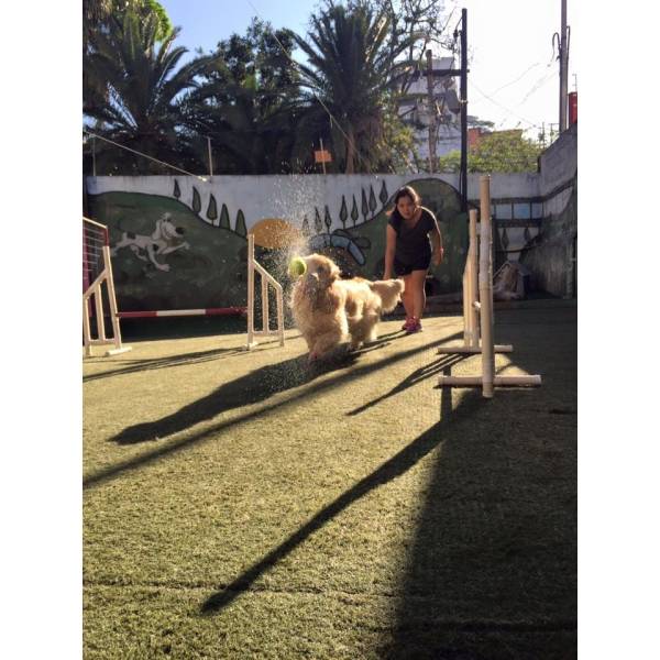 Empresa de Adestramento para Cães em Interlagos - Serviço de Adestramento