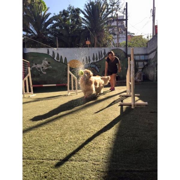 Empresa de Adestramento para Cães na Cidade Jardim - Adestramento de Cães na Zona Sul