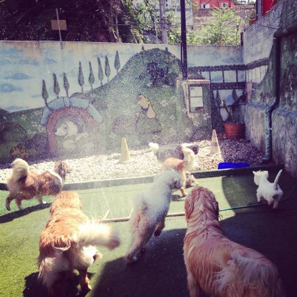 Empresa de Daycare de Cães em Embu das Artes - Daycare Cachorro