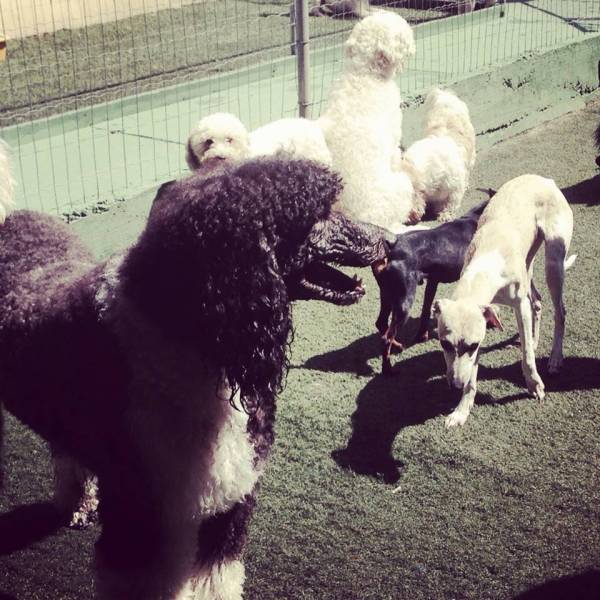 Empresa de Daycare para Cachorro em Taboão da Serra - Pet Day Care