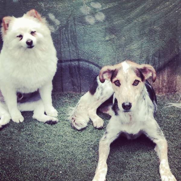 Empresa de Daycare para Cão  no Jardim Paulista - Daycare Cachorro