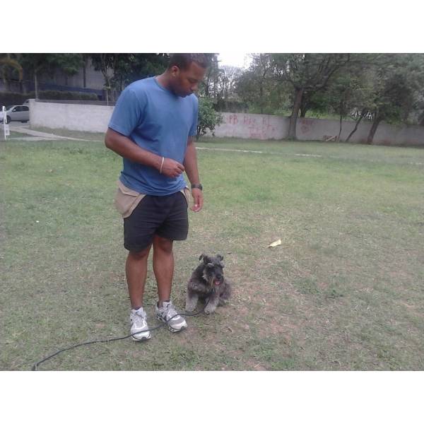 Empresas de Adestrador para Cachorros no Ibirapuera - Empresa de Adestradores de Cães