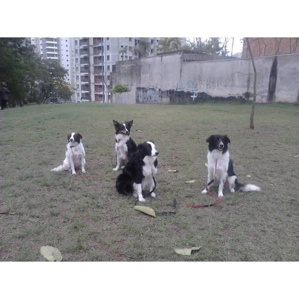 Empresas de Adestrador para Cão em Raposo Tavares - Adestrador Canino Preço