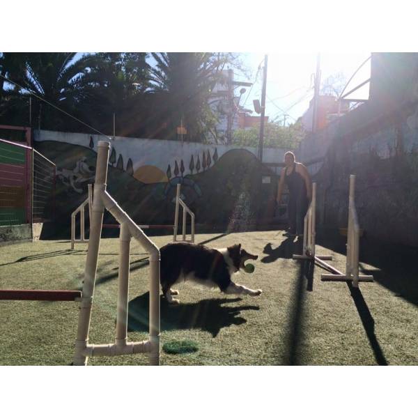 Empresas de Adestramento de Cachorros	 em São Lourenço da Serra - Adestramento de Cães Preço