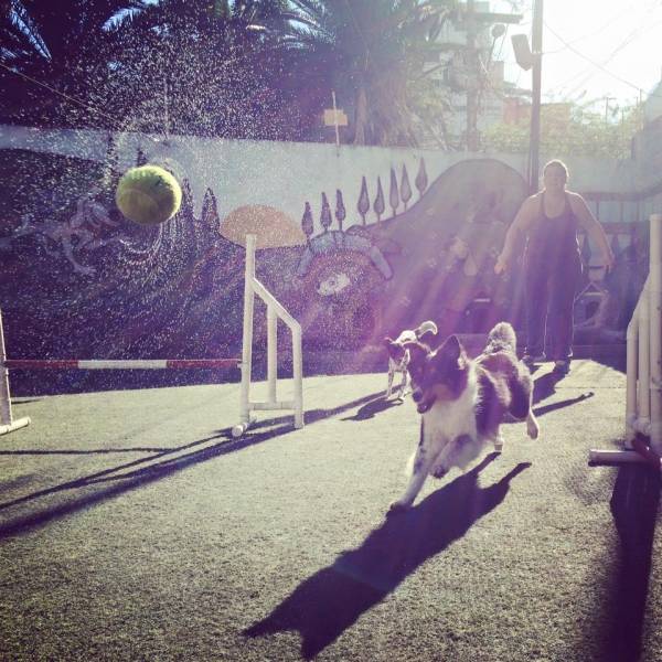 Empresas de Adestramento para Cachorro na Cidade Ademar - Adestramento Cães