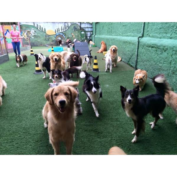 Empresas de Daycare de Cachorro no Itaim Bibi - Serviço de Daycare para Cachorros