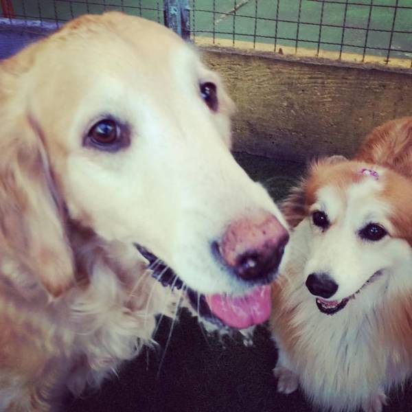 Empresas de Daycare de Cachorros em Alphaville - Day Care para Cães