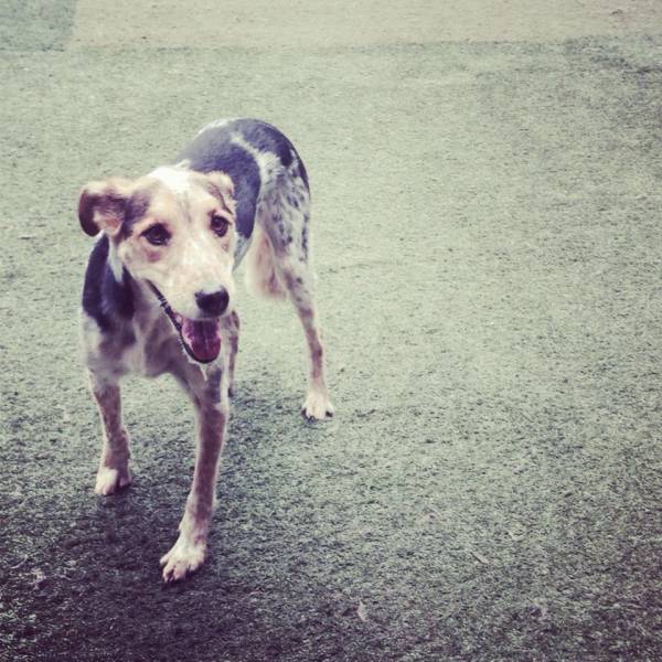 Empresas de Daycare para Cachorro na Água Branca - Serviço de Daycare para Cachorros