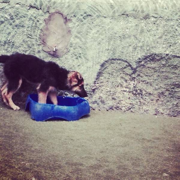 Empresas de Daycare para Cão  em São Lourenço da Serra - Serviço de Daycare para Cachorros