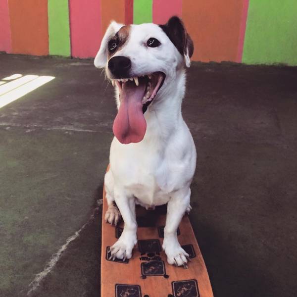 Encontrar Adestramento de Cachorro no Campo Belo - Adestramento Cães