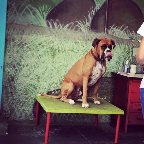 Encontrar Adestramento de Cachorros na Pedreira - Adestramento de Cães em São Paulo