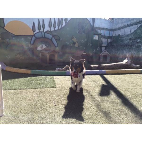 Encontrar Adestramento de Cão no Jabaquara - Empresa de Adestramento de Cachorros