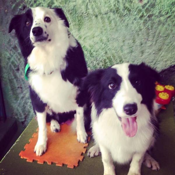 Encontrar Adestramento para Cães em Cajamar - Adestramento Cães