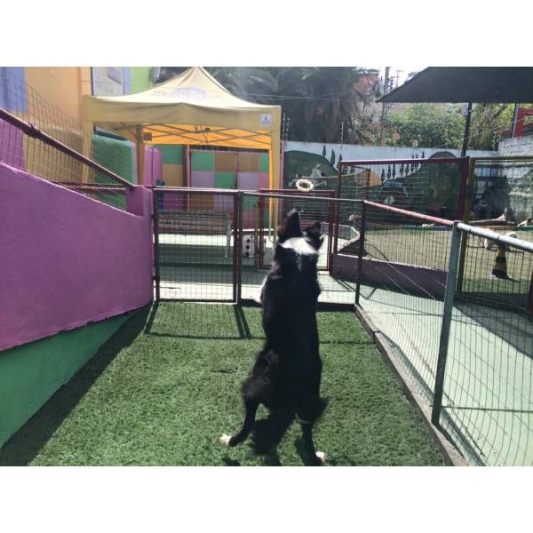 Encontrar Adestramento para Cão na Vila Leopoldina - Serviço de Adestramento de Cães