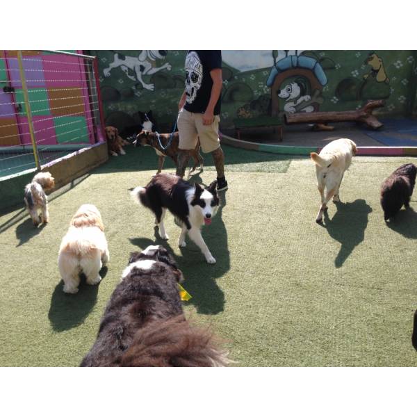 Encontrar Hoteizinhos de Cão em Pinheiros - Hotelzinho para Cachorro na Vila Olímpia