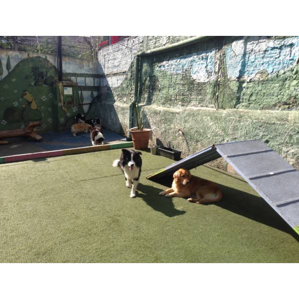 Encontrar Hoteizinhos para Cão em Pinheiros - Hotelzinho para Cães SP