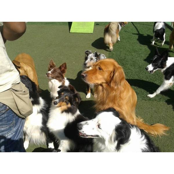 Fazer Adestramento de Cachorrinho em Taboão da Serra - Adestramento de Cães no Itaim Bibi