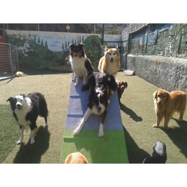 Fazer Adestramento de Cachorrinho no Jardim América - Adestramento de Cães no Itaim Bibi