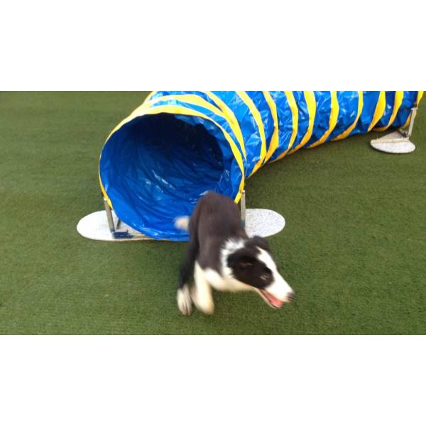 Fazer Adestramento de Cachorrinho no Jardim Bonfiglioli - Adestramento de Cães na Vila Olímpia
