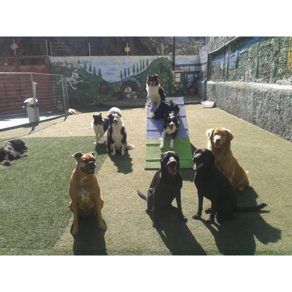 Fazer Adestramento de Cãezinhos em Jandira - Adestramento de Cães no Itaim Bibi