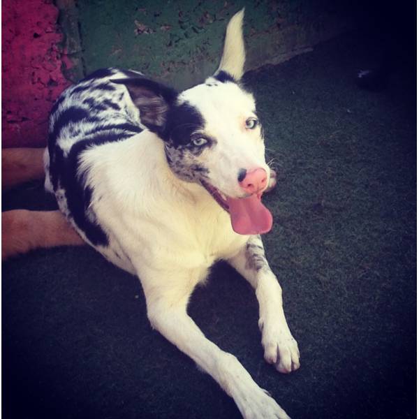 Hora Brincadeira na Vila Mariana - Hotelzinho para Cachorro no Brooklin