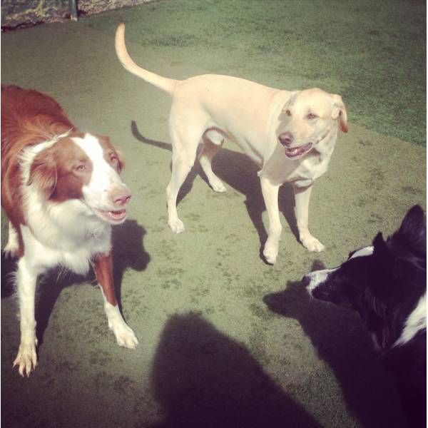 Hora da Brincadeira na Água Branca - Hotelzinho para Cachorro no Brooklin