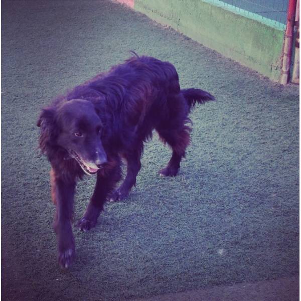 Hora do Lazer de Cachorros em Raposo Tavares - Hotelzinho para Cachorro em Santo Amaro