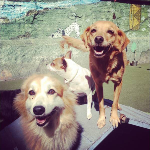 Hora do Lazer de Cão em Cajamar - Hotelzinho para Cachorro em Santo Amaro