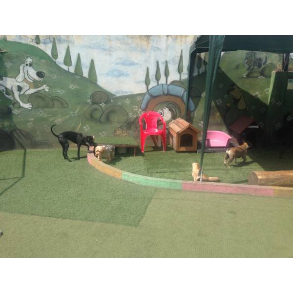 Hospedagem para Cachorro Grande em Perdizes - Hotelzinho para Cachorro no Morumbi