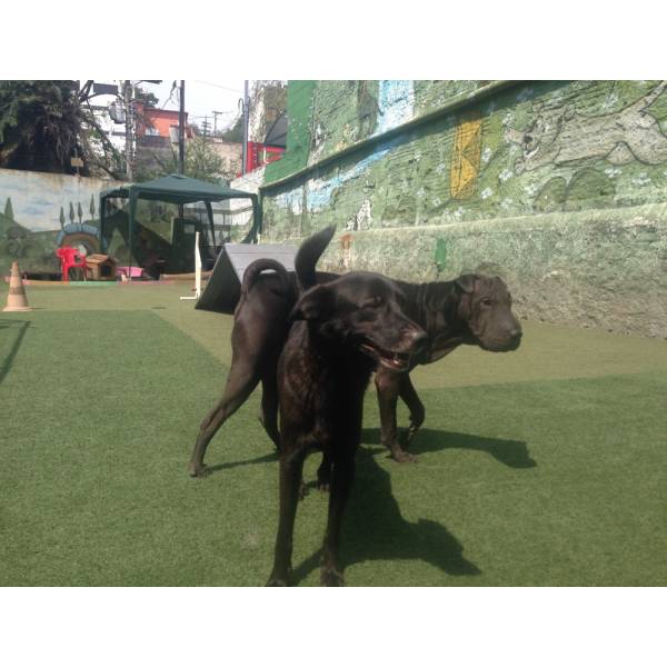 Hospedagem para Dog em Raposo Tavares - Hotelzinho para Cachorro no Morumbi