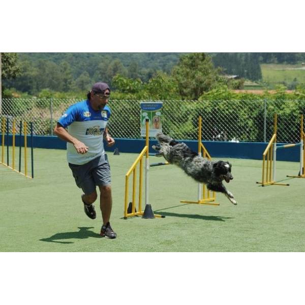 Hospedar Cães no Jardim Paulistano - Hotel para Cães no Butantã