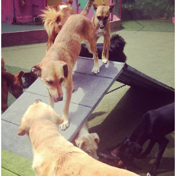 Hospedar Cães no Morumbi - Hotelzinho para Cachorro no Morumbi