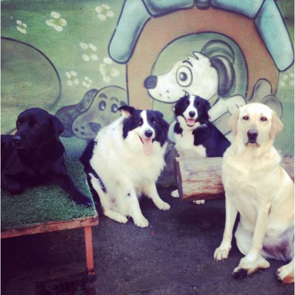 Hospedar Meu Cachorrinho em Embu das Artes - Hotelzinho para Cachorro no Morumbi