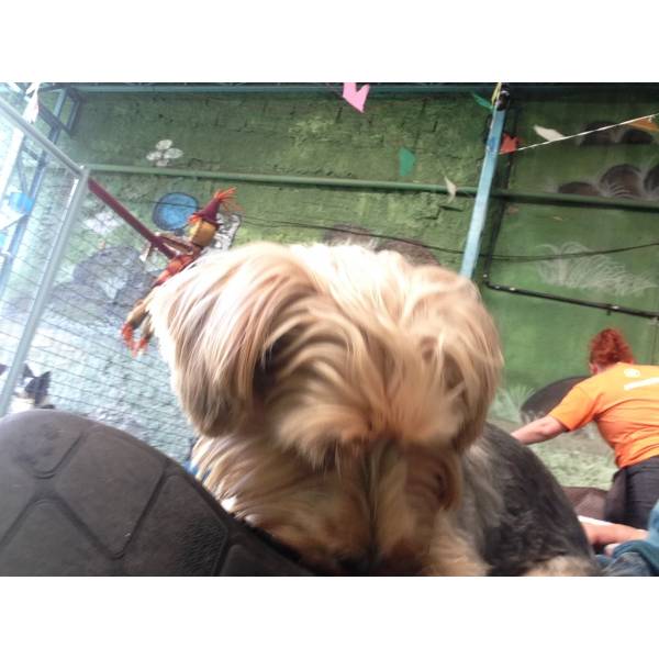 Hospedar Meu Cão no Alto da Lapa - Hotelzinho para Cachorro no Morumbi