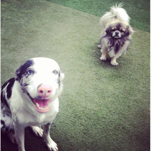 Hotéis Animados em Santo Amaro - Hotelzinho para Cachorro na Berrini