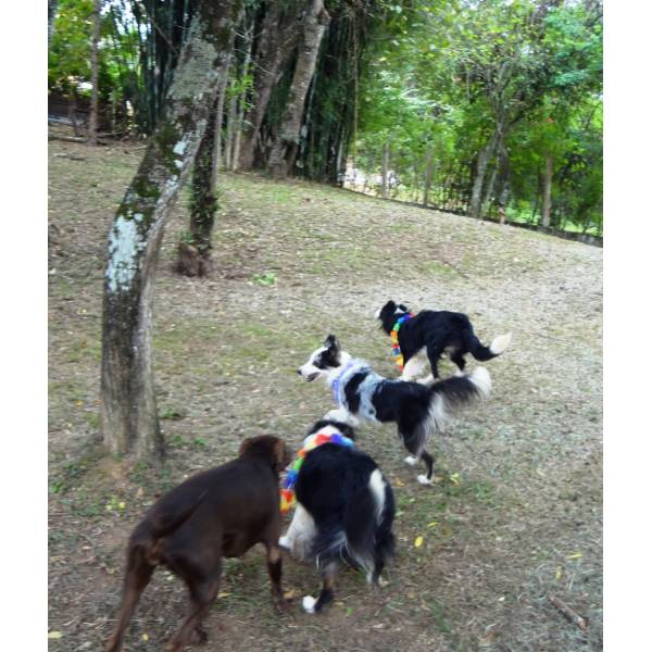 Hotéis de Cães no Aeroporto - Hotel para Cachorro Diária