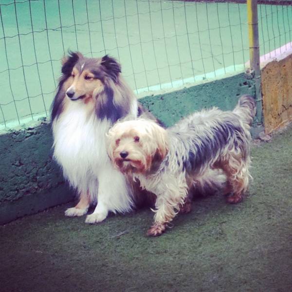 Hotéis Divertidos na Vila Leopoldina - Hotelzinho para Cachorro no Brooklin