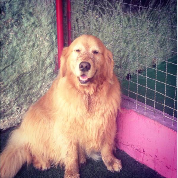 Hotéis no Jardim América - Hotelzinho para Cachorro em Santo Amaro