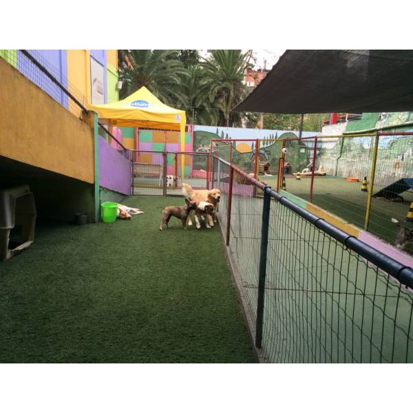 Hotéis para Animal no Campo Belo - Hotel para Animais na Vila Madalena