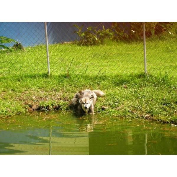 Hotéis para Cachorro em Embu Guaçú - Hotel para Cães no Butantã