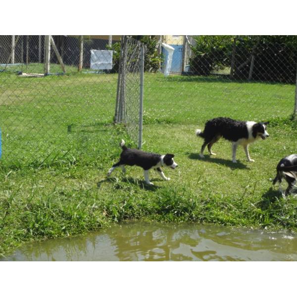 Hotéis para Cães no Jardins - Hotel para Cachorro Diária