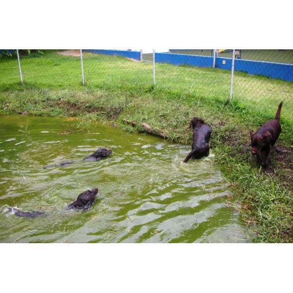 Hotéis para Cão em São Lourenço da Serra - Hotel para Dog